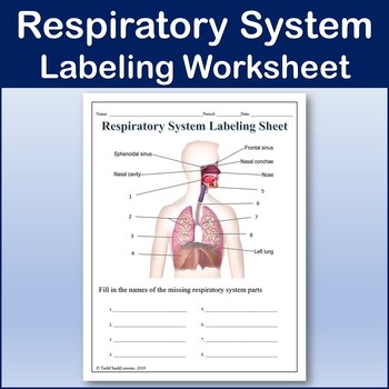 respiratory system diagram without labels