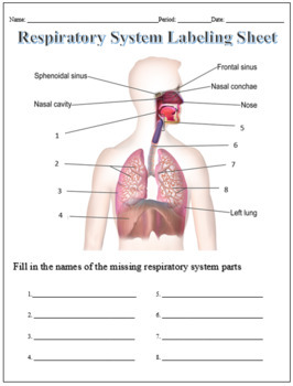 Respiratory System Labeling Worksheet for Google Slides by TechCheck