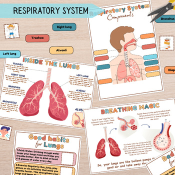 Preview of Respiratory System Learning Activity Human Anatomy Activities Educational Printa