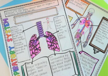 Respiratory System Article and Graphic Organizer Activity by Samson's