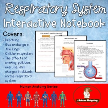 Preview of Respiratory System Notes