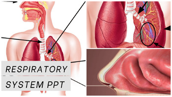 Preview of Respiratory System Notes/PPT