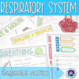 Respiratory System Notes - Scribble Notes