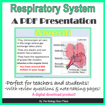 Preview of Respiratory System PDF Presentation/Notes