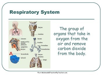 Preview of Respiratory System: PowerPoint Presentation