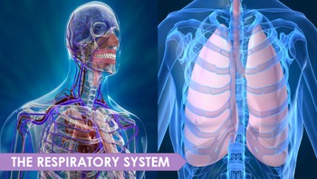 Preview of Respiratory System PowerPoint Presentation