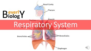 Preview of Respiratory System PowerPoint (free handout included)
