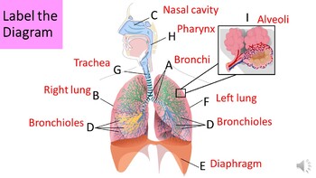 RESPIRATORY SYSTEM. RESPIRATORY SYSTEM RESPIRATORY SYSTEM. - ppt download