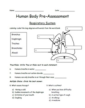 Preview of Respiratory System Pre-Assessment