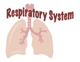Respiratory System - Presentation
