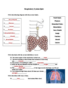 Respiratory System Quiz by Ms Geiter's Stars | Teachers Pay Teachers