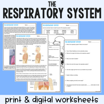 Preview of Respiratory System - Reading Comprehension Worksheets