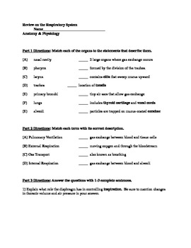 Respiratory System Review April Koch Teachers Pay Teachers