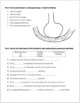 Respiratory System Review Worksheet by Biology with Brynn and Jack