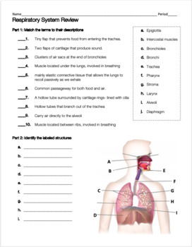 Respiratory System Review Worksheet by Biology with Brynn and Jack