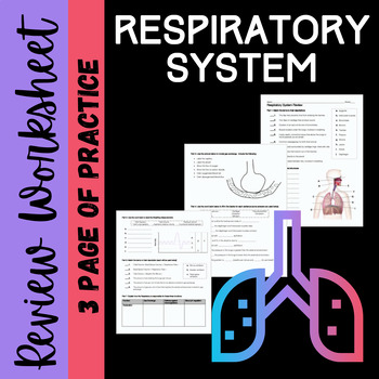 Preview of Respiratory System Review Worksheet