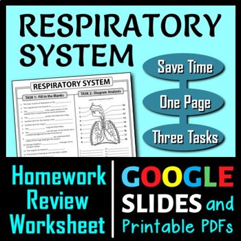 Preview of Respiratory System Review Worksheet Test Prep | Print & Google Slides