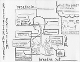 Respiratory System Sketch Notes | Human Body Systems | Sci