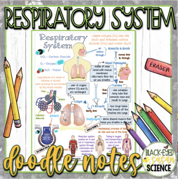 Preview of Respiratory System Doodle Notes & Quiz