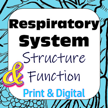 Preview of Respiratory System Structure Function Card Sort Print & Digital Interactive