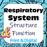Respiratory System Structure Function Card Sort Print & Di