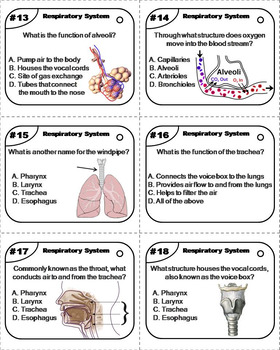 essay type questions on respiratory system