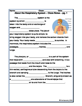 Respiratory System Unit: Worksheets, Notes, Activities, Rdg Comp & More