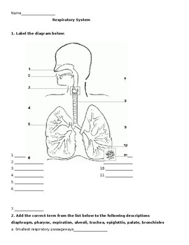 Respiratory System Worksheet by THE LAB ASSISTANTS | TpT
