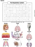 Respiratory System Activity Word Search (Human Body System