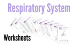 Respiratory System Worksheets