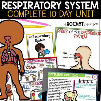 Preview of Respiratory System Activities | Lungs | Respiration | Human Body Systems