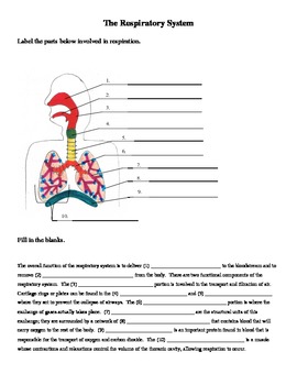 respiratory system diagram worksheet with word bank
