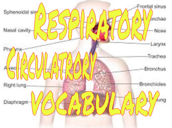Preview of Respiratory and Circulatory Systems Vocabulary Worksheet
