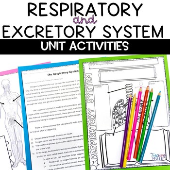 Preview of Respiratory System Excretory System Unit Activities