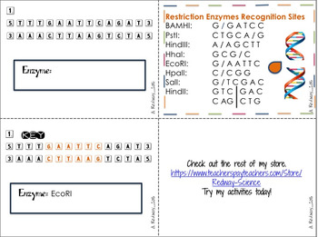 Restriction Enzymes Worksheet Answers