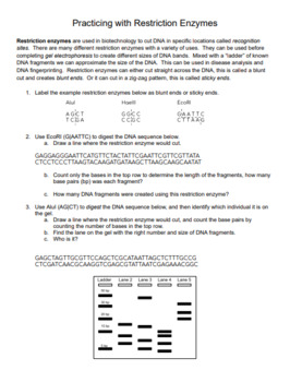 Restriction Enzyme Worksheet by Anyone Can Science TPT