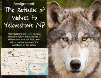 Preview of Return of the Wolves to Yellowstone - Trophic Cascade - Predator Prey