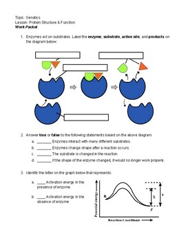 Preview of Review Packet: Enzyme Structure & Function