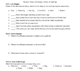 Review Worksheet: Horse Life Stages, Colors, & Markings, 4