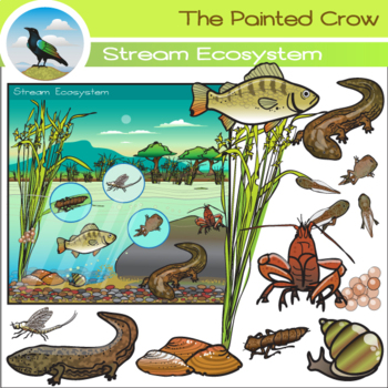 Preview of Freshwater River / Creek / Stream Ecosystem Clip Art Set
