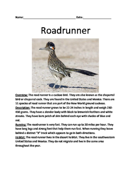 Road Runner Bird Facts Information Review Article Questions Vocab