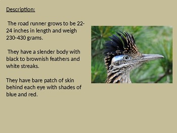 Greater roadrunner, facts and photos
