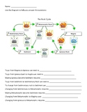 Rock Cycle Worksheet