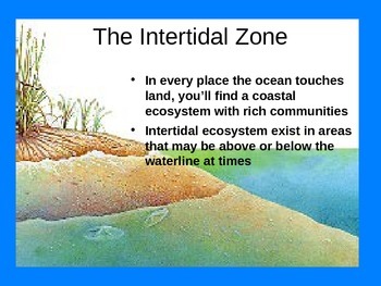 intertidal zone biome