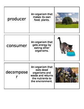 Preview of Roles of Living Things Vocabulary Cards