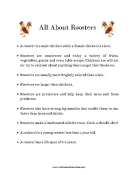 Rooster Study - All about the Rooster/Chicken