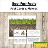 Root Fast Facts - Montessori Botany Cards & Pictures