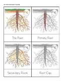 Root Montessori Nomenclature: parts of