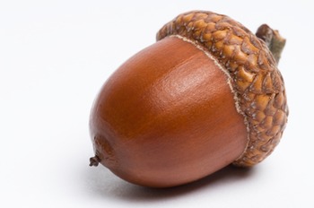Preview of Root Words 1 (acorn)