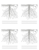 Root: Workbook Montessori Botany Nomenclature, blank lines